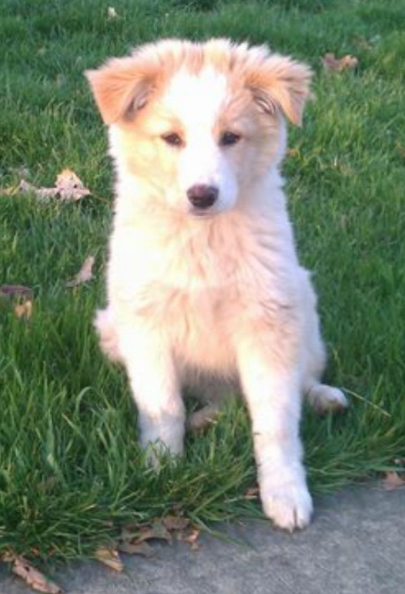 Sammy as a puppy the day he was found